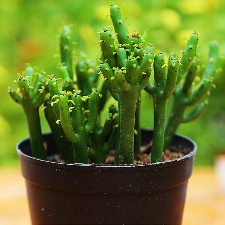 多肉植物盆栽防輻射光棍樹