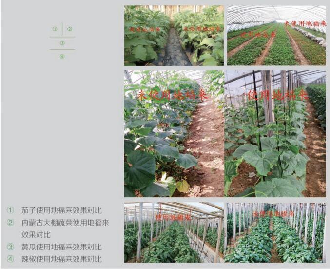 地福来藻类细胞肥料地福来生物肥使用方法及作物使用后效果 地福来生物肥料 地福来藻类细胞肥料