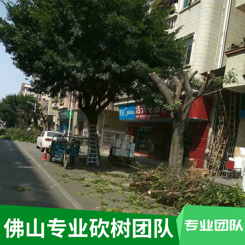 佛山专业砍树施工团队街道/小区/园林危树、障碍树、死树机械砍伐图片