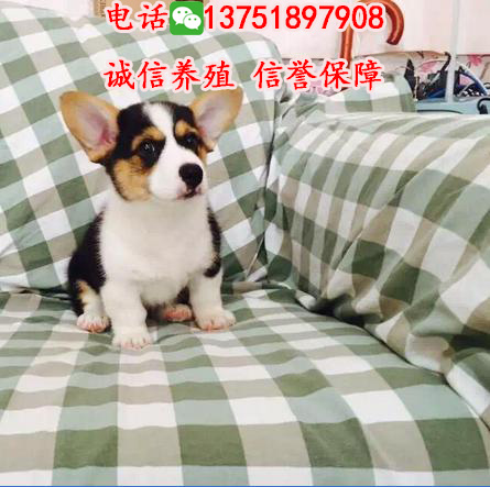 广州边度有卖柯基犬，纯种柯基几钱厂家广州边度有卖柯基犬，纯种柯基几钱