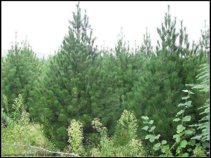 山西白皮松_山西白皮松基地_山西营养杯白皮松苗多少钱一棵图片