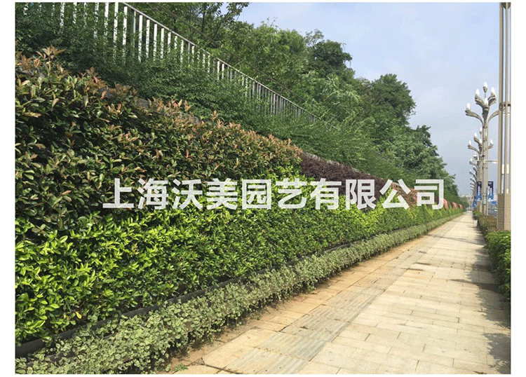 合肥市3319花盆厂家植物墙绿化蓄水花盆/墙体绿化组合花盆/花盆厂家批发 3319花盆