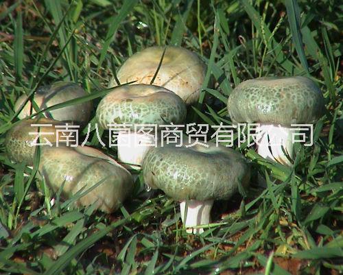 青頭菌鮮貨圖片