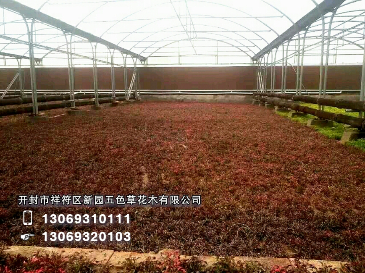 開(kāi)封新園五色草造型素材--五色草圖片