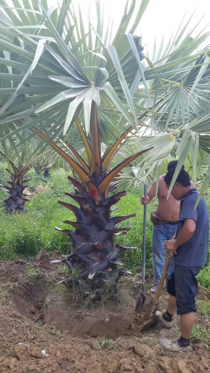 海南糖棕联系电话、海口糖棕种植基地联系电话工程苗木棕榈类--糖棕图片