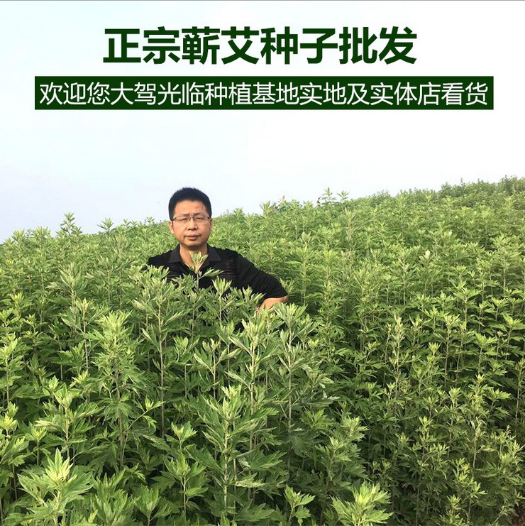 湖北蕲春 蕲艾草种子艾草艾苗艾根图片