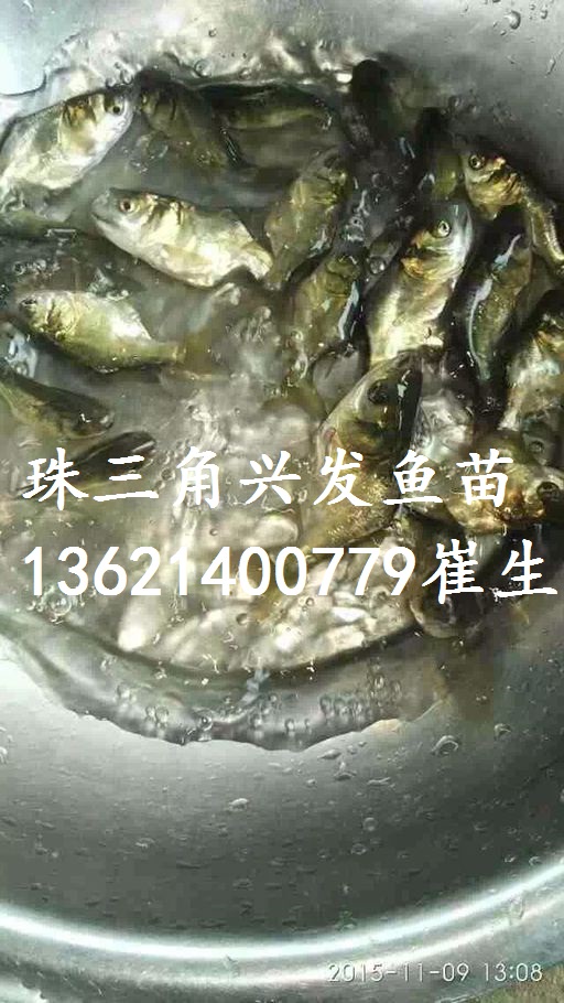 廣東縮骨大頭、湖南縮骨鳙魚、縮骨花鰱 廣東縮骨大頭魚苗批發(fā)