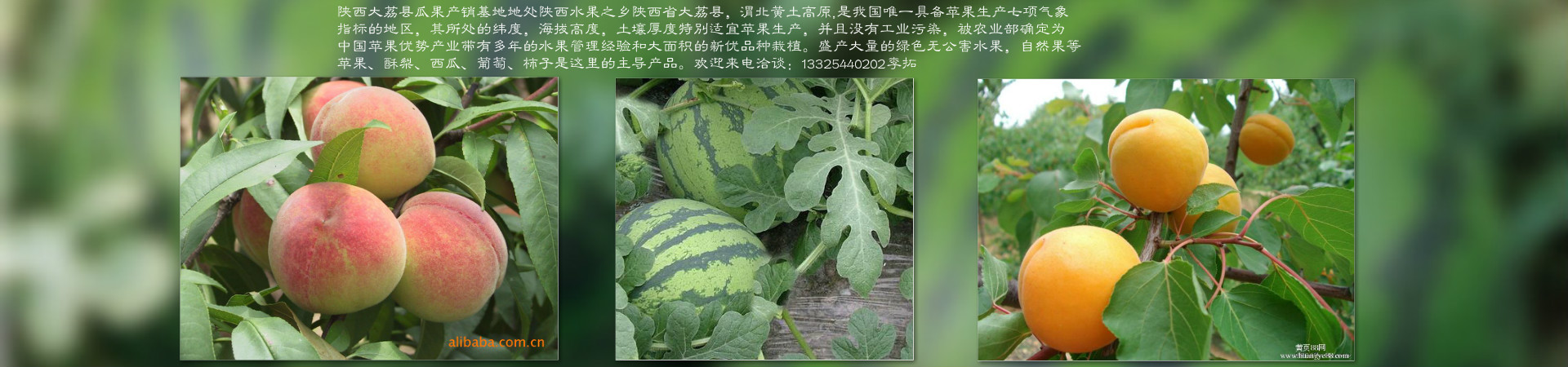 李拓诚信瓜果