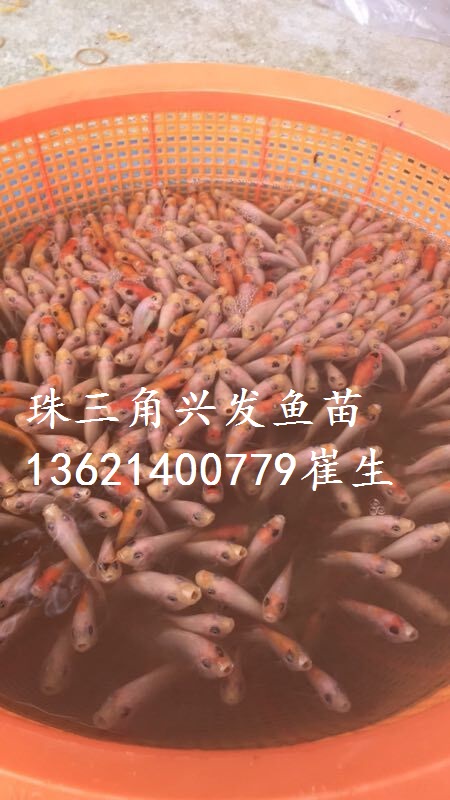 广东红罗非彩虹鲷鱼苗图片