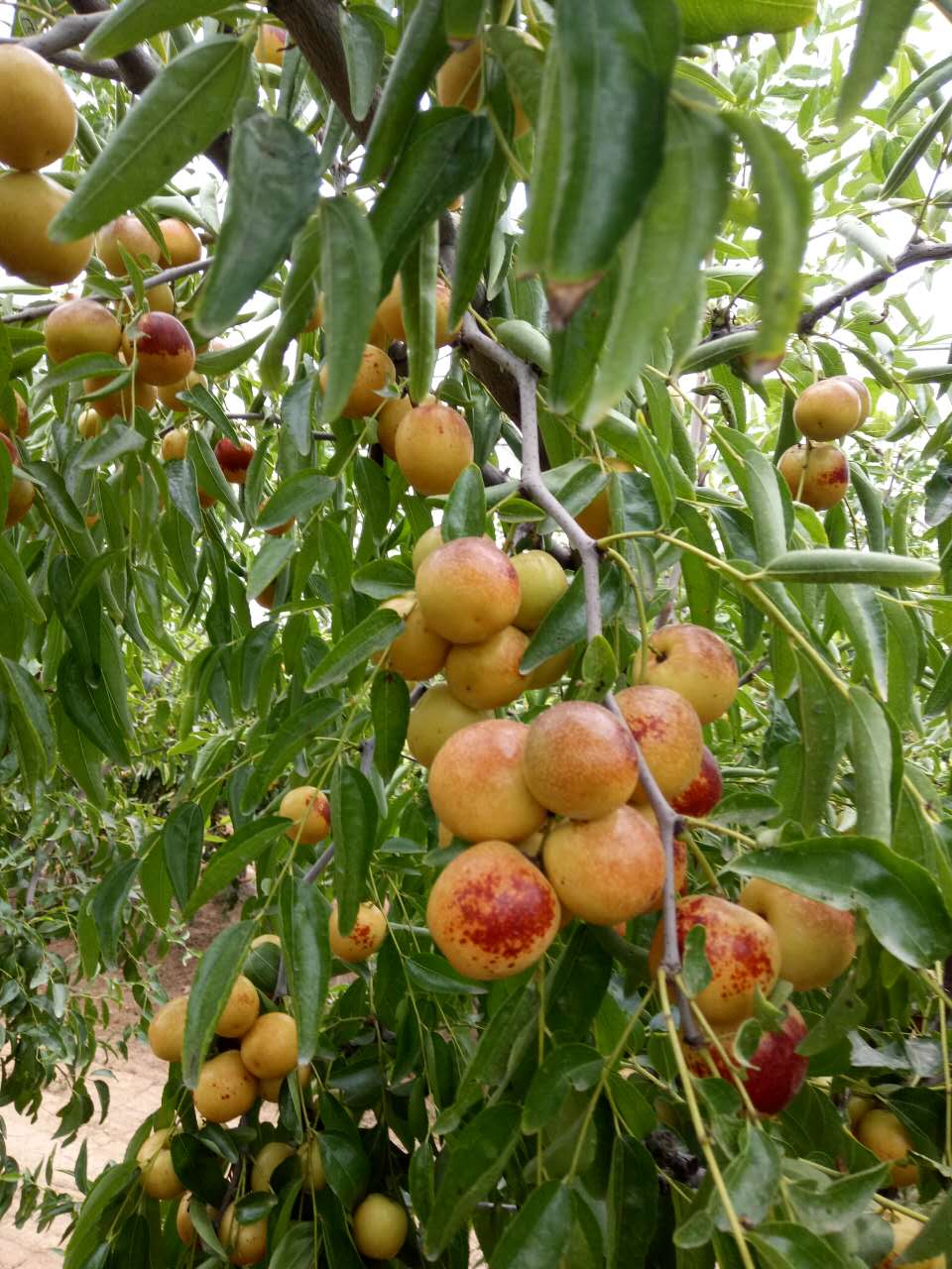 优质冬枣批发 优质冬枣批发商  冬枣种植基地