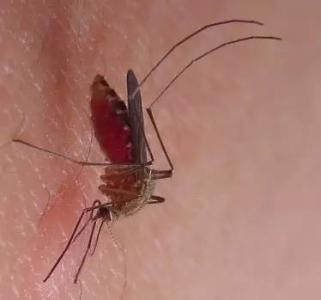 江東滅蚊蠅公司圖片