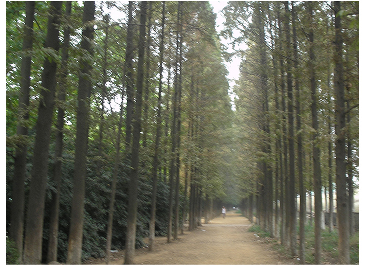 上海中山杉基地，上海中山杉种植，上海中山杉批发