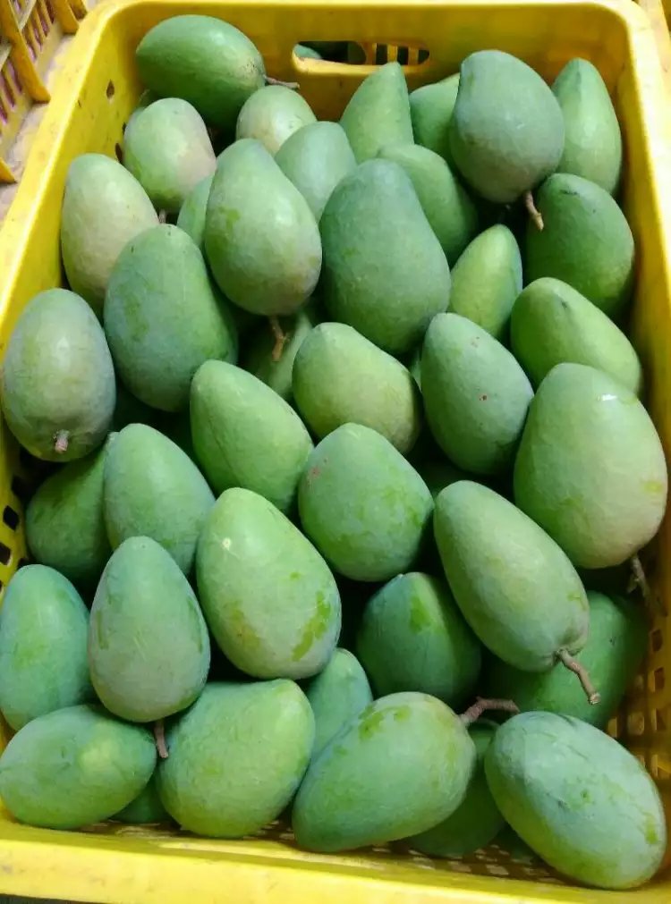 大臺農(nóng)圖片/大臺農(nóng)樣板圖 (4)