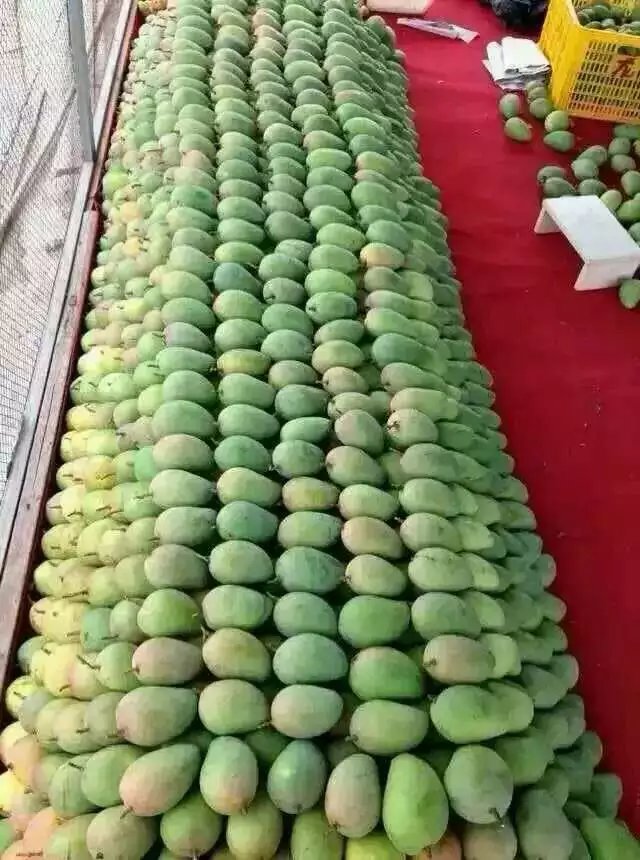 大臺農(nóng)圖片/大臺農(nóng)樣板圖 (2)