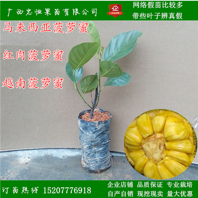 台湾菠萝蜜树苗价格  台湾菠萝蜜树苗报价 品种优良图片