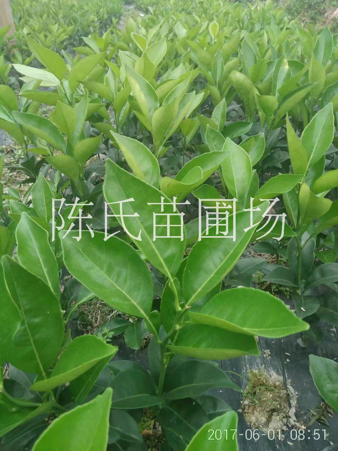 纽荷尔脐橙苗