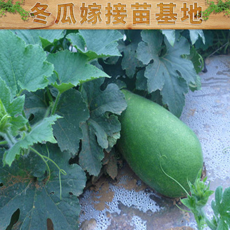 广西冬瓜嫁接苗基地农作物蔬菜种苗优质高产冬瓜种植苗批发图片