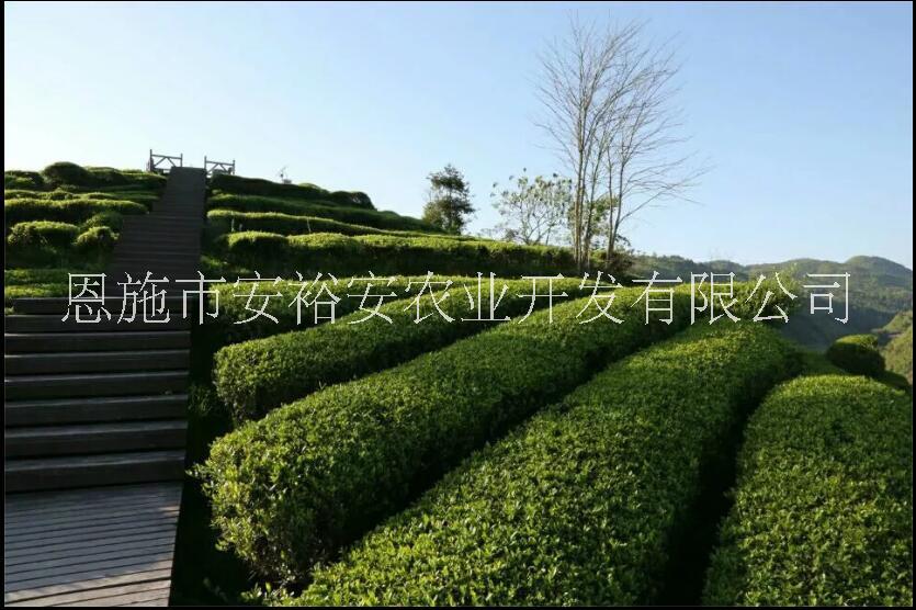 供应供应恩施硒富硒资源绿茶恩施土香茶恩施玉露明前茶新茶