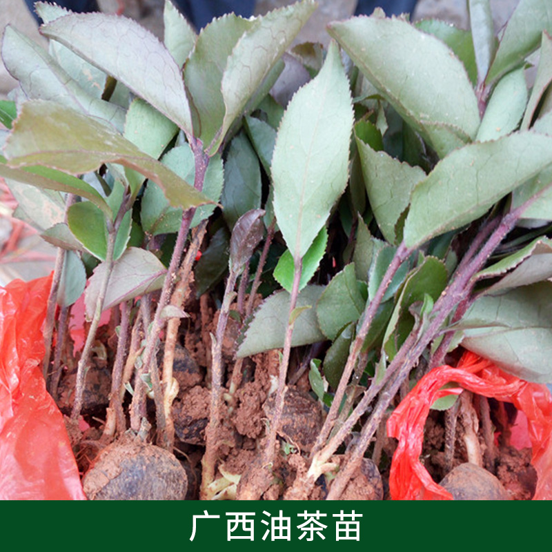 桂林 广西油茶厂家-专业苗圃种植图片