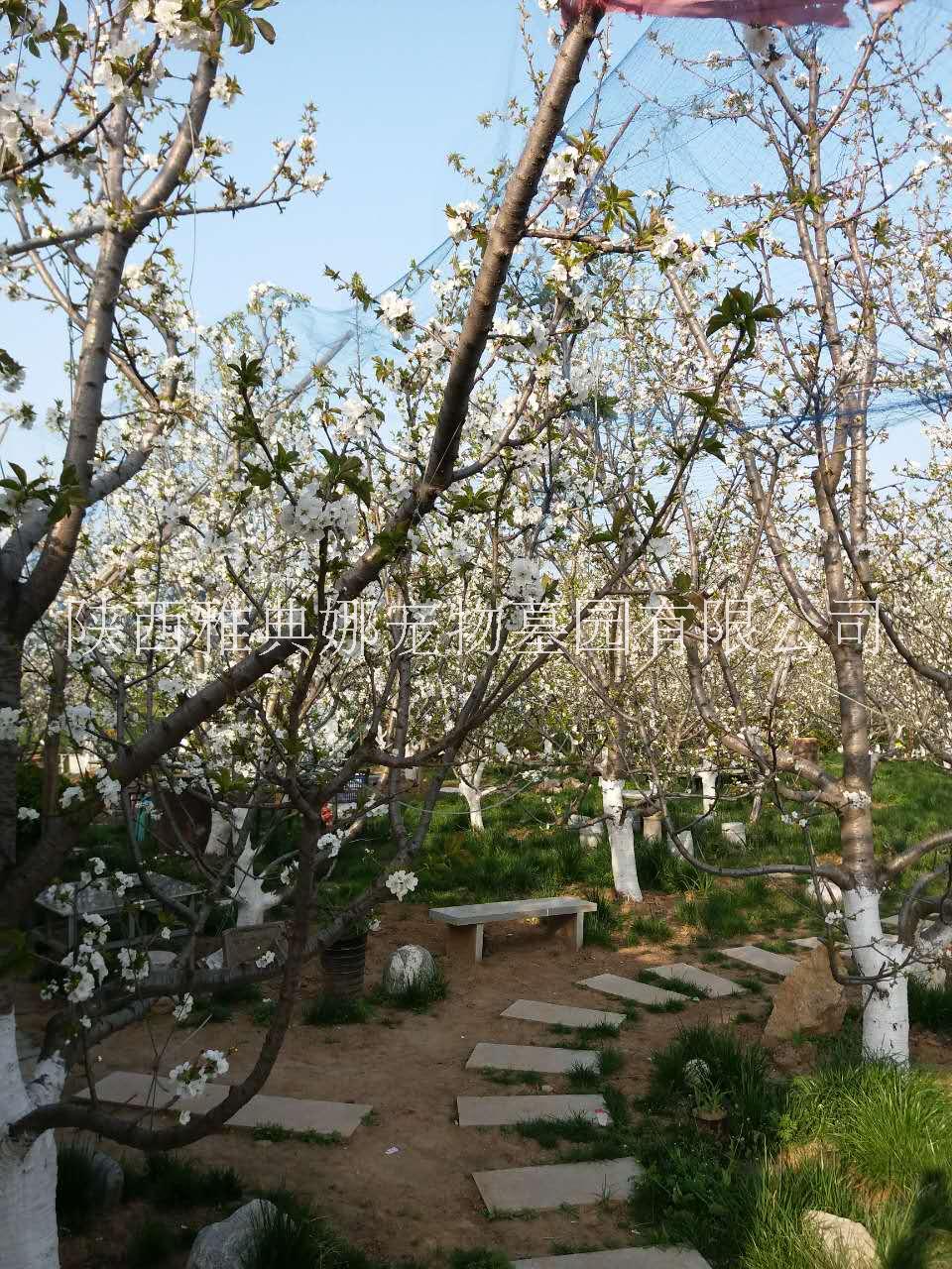 狗狗去世了怎么處理？圖片/狗狗去世了怎么處理？樣板圖 (2)