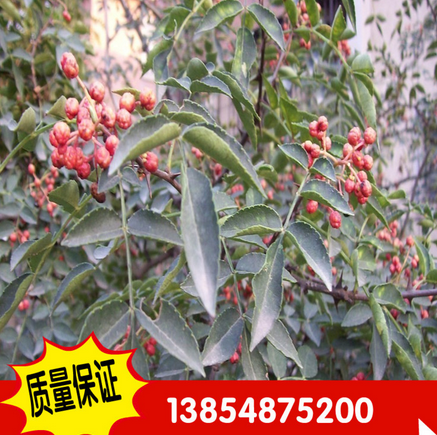 批發(fā)大量供應(yīng)優(yōu)質(zhì)花椒樹 大紅袍花圖片