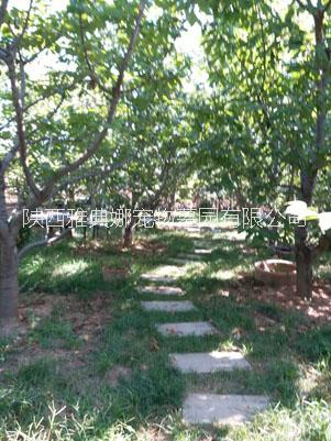 狗狗去世了怎么處理？圖片/狗狗去世了怎么處理？樣板圖 (3)