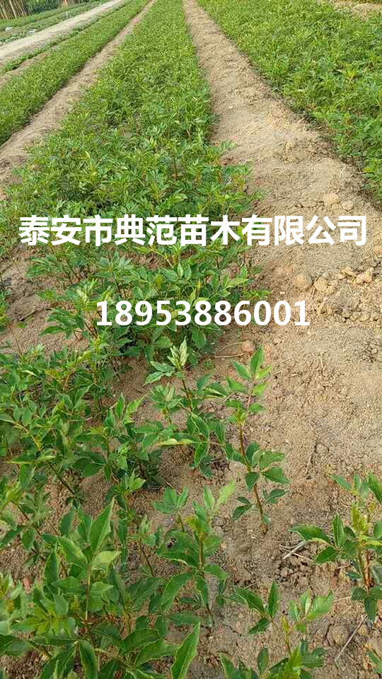 花椒苗小苗繁育基地20公分优质大红袍花椒苗批发供应图片