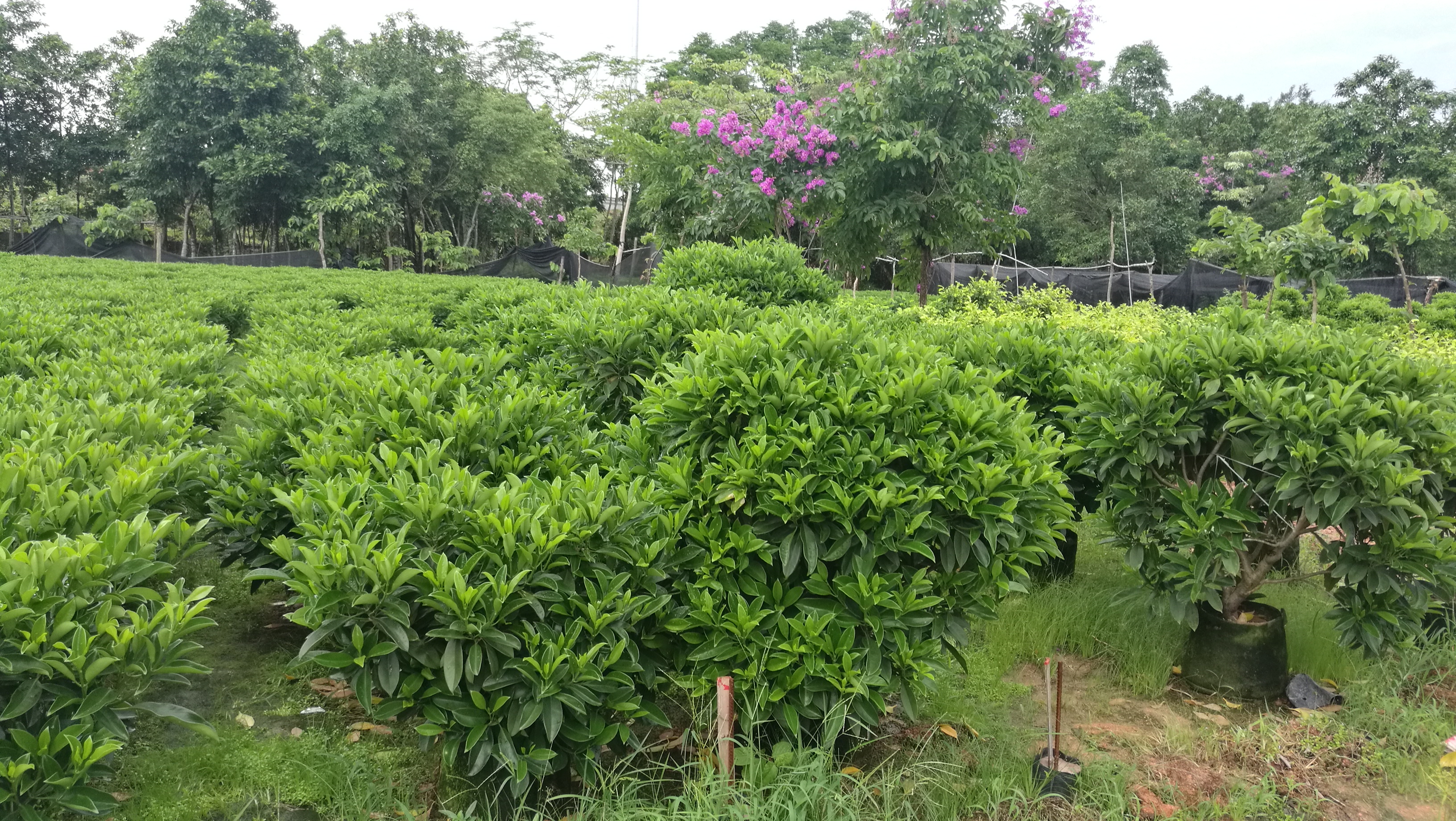 批发非洲茉莉球大量供应非洲茉莉球出售袋苗非洲茉莉球福建哪里有非洲茉莉球广东哪里有卖非洲茉莉图片