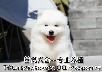 广州市萨摩耶犬厂家