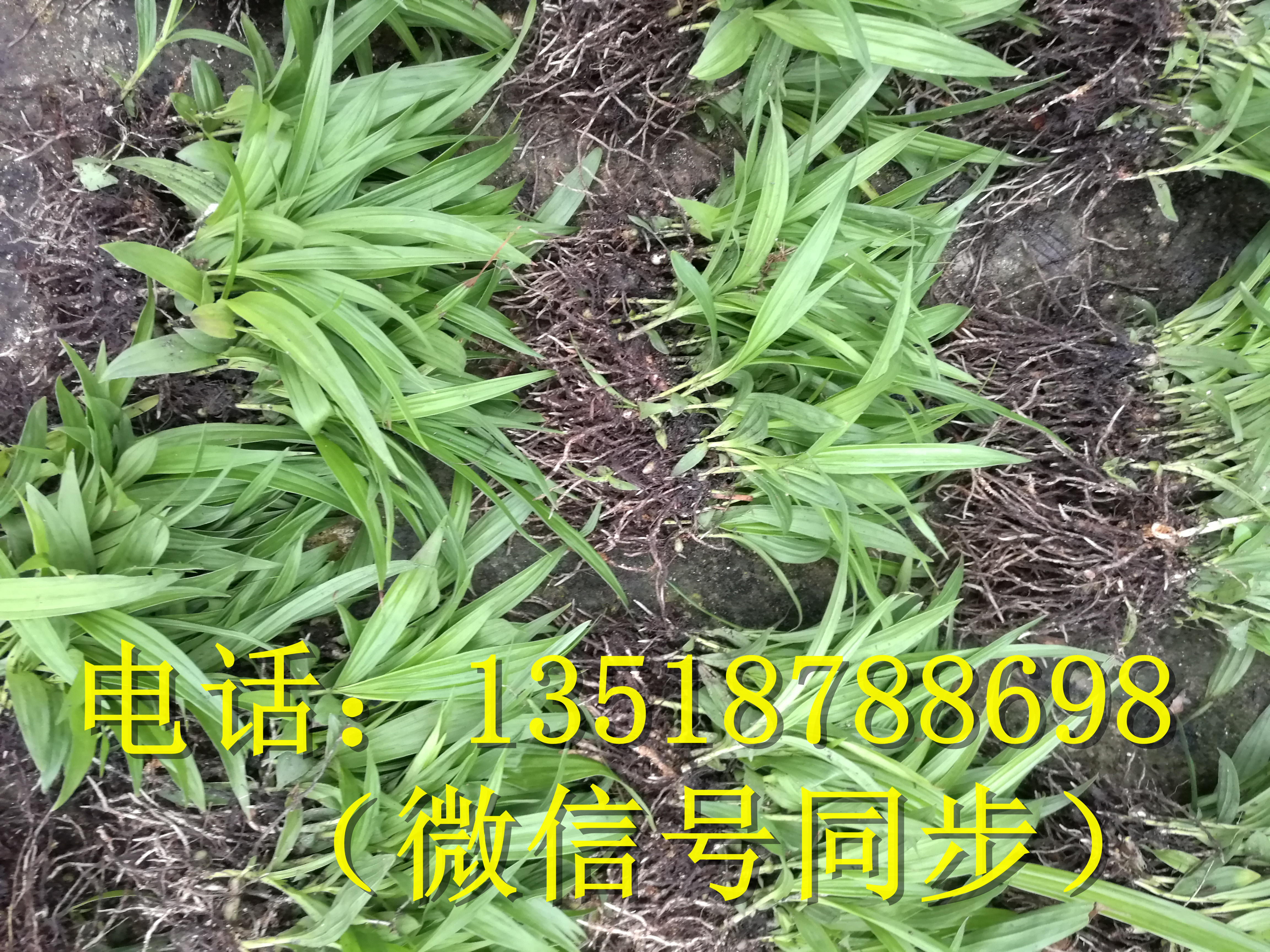 思茅曲靖白花白芨種子_ 白芨種子種植基地_云南白芨種子