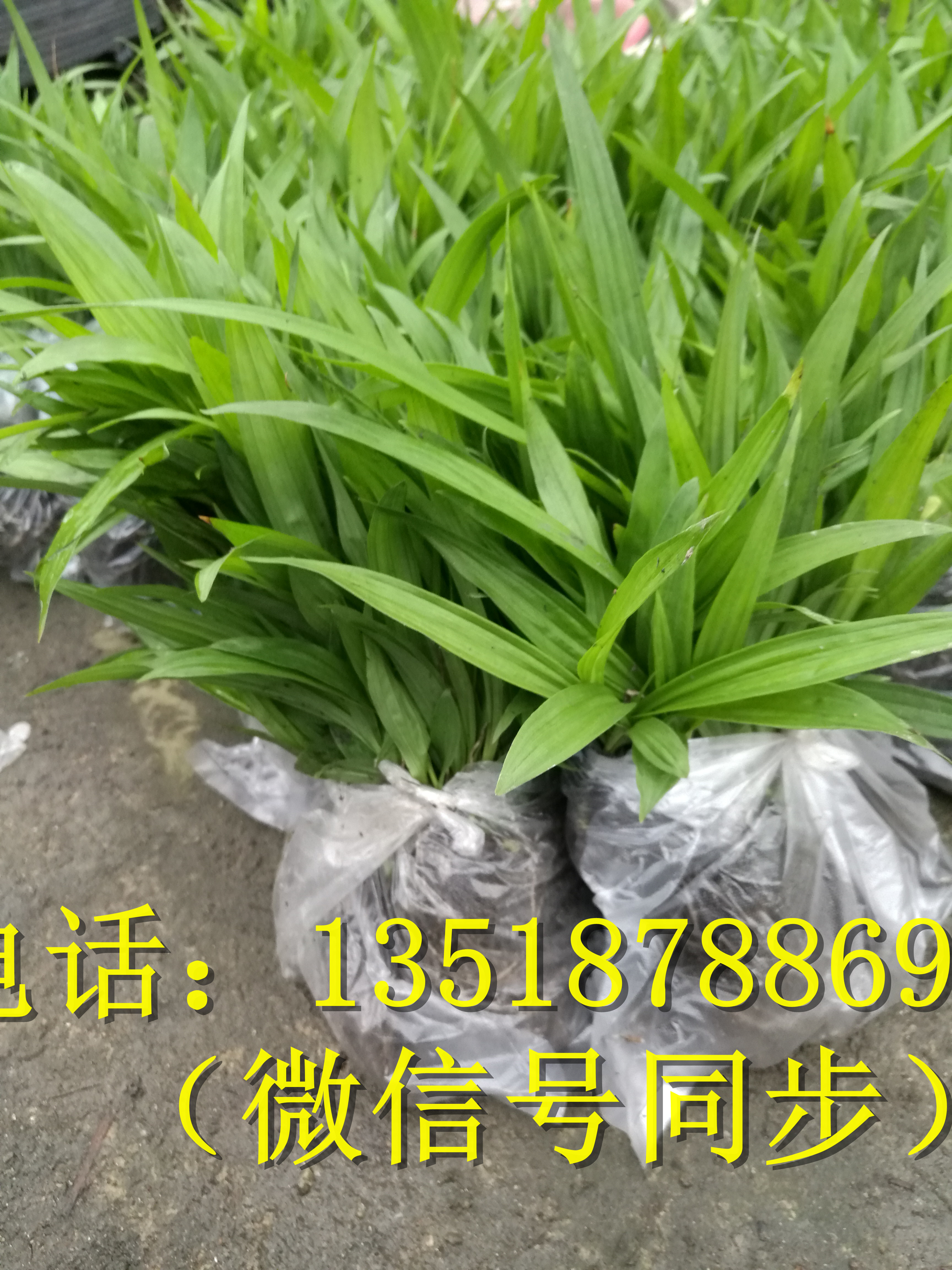 曲靖白芨盆景圖片