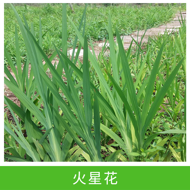 地被植物优质 火星花 小苗圃直销 又名雄黄兰图片