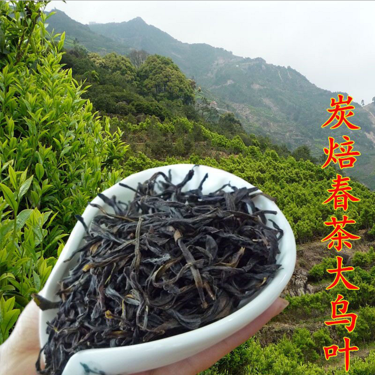 乌龙茶凤凰单丛茶单从茶叶乌岽潮州图片