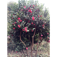 勝芳嫁接茶花園圖片