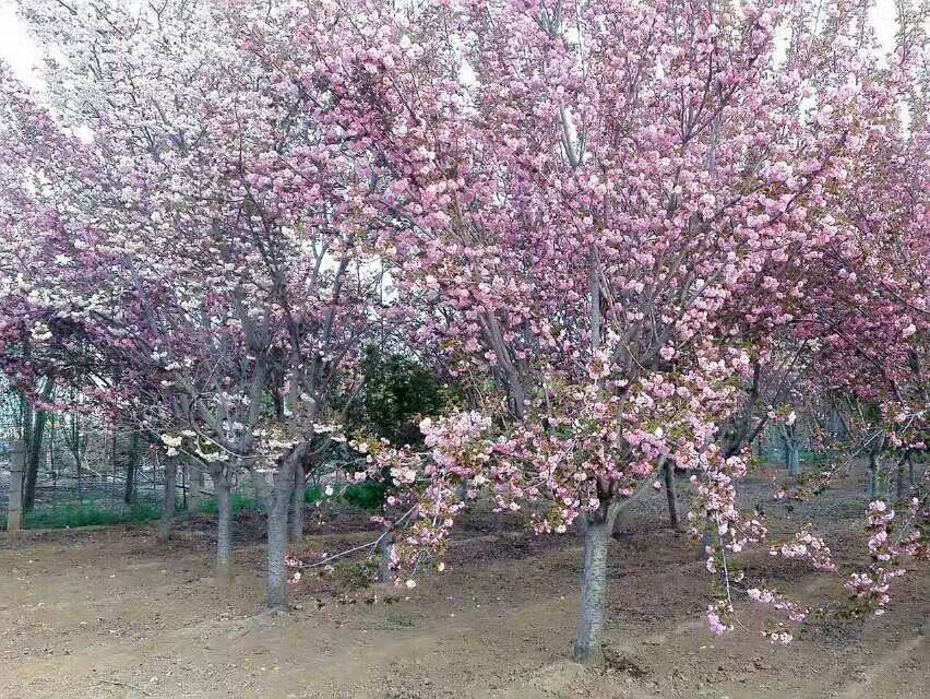 樱花 海棠 银杏 国槐大量销售 樱花 海棠 银杏 国槐等绿化苗木