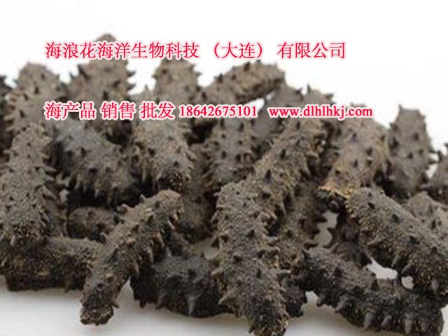 大連野生海參銷售圖片/大連野生海參銷售樣板圖 (2)
