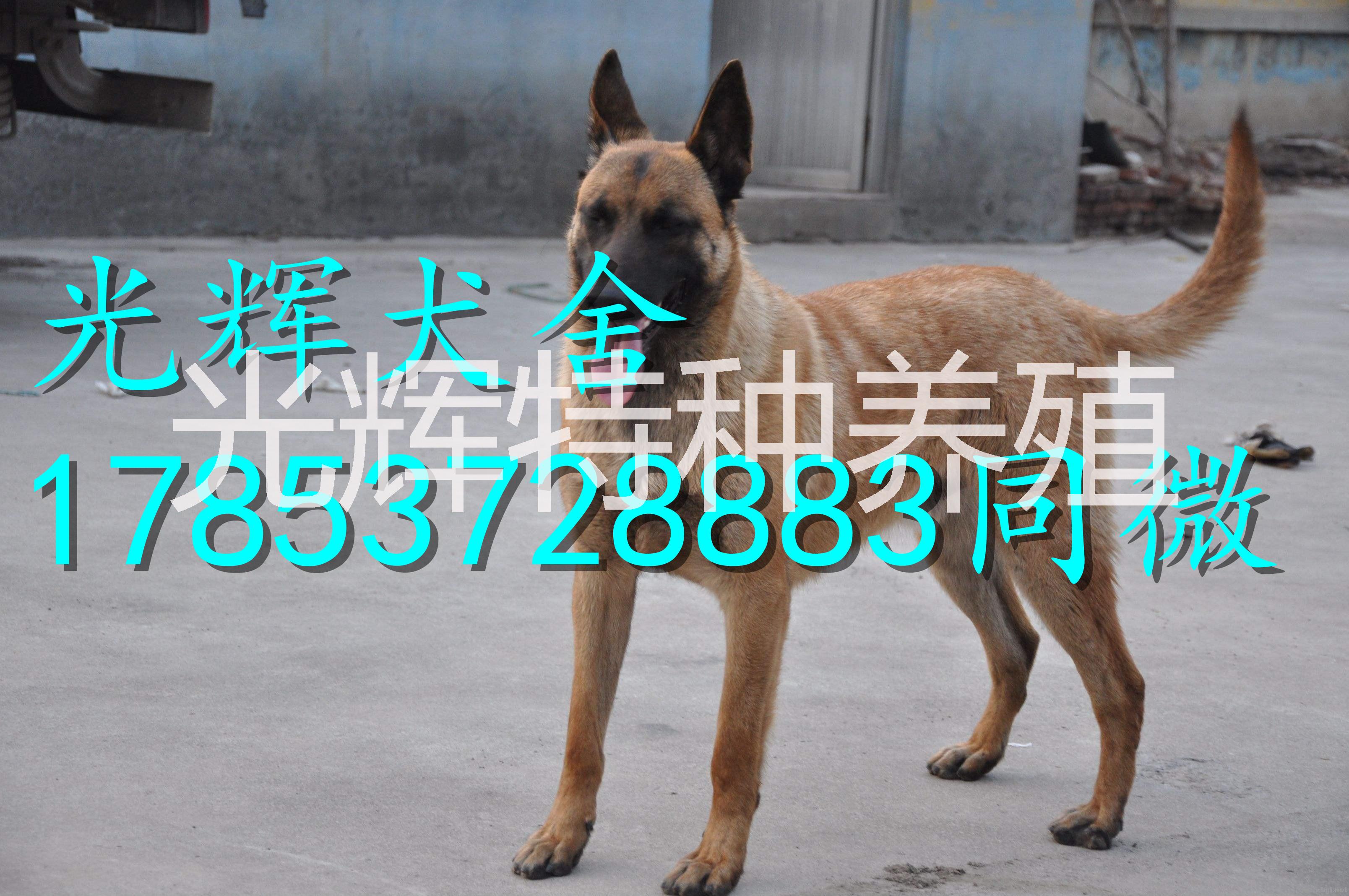 山东纯种马犬价格 马犬价格 哪里的马犬便宜 马犬多少钱 纯血统马图片