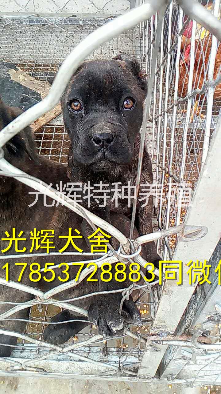 护卫犬 护卫犬卡斯罗多少钱便宜处理