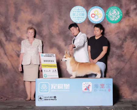 西安君鹏犬舍赛级冠军柯基犬宝宝出售种公借配图片