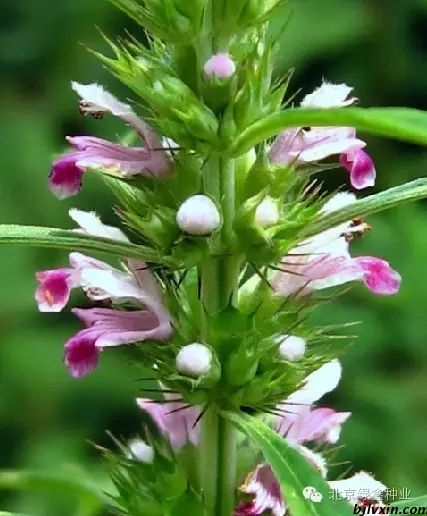 供應(yīng)LVXIN牌益母草花種圖片