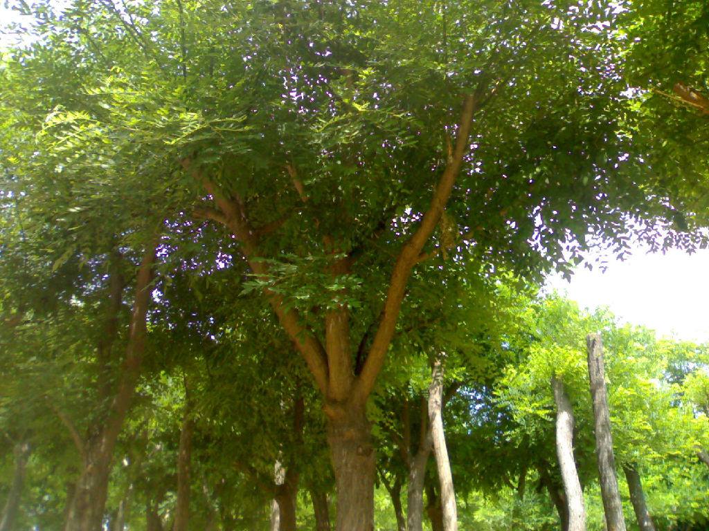 國槐價(jià)格國槐圖片 國槐價(jià)格國槐圖片國槐種子小苗價(jià)格