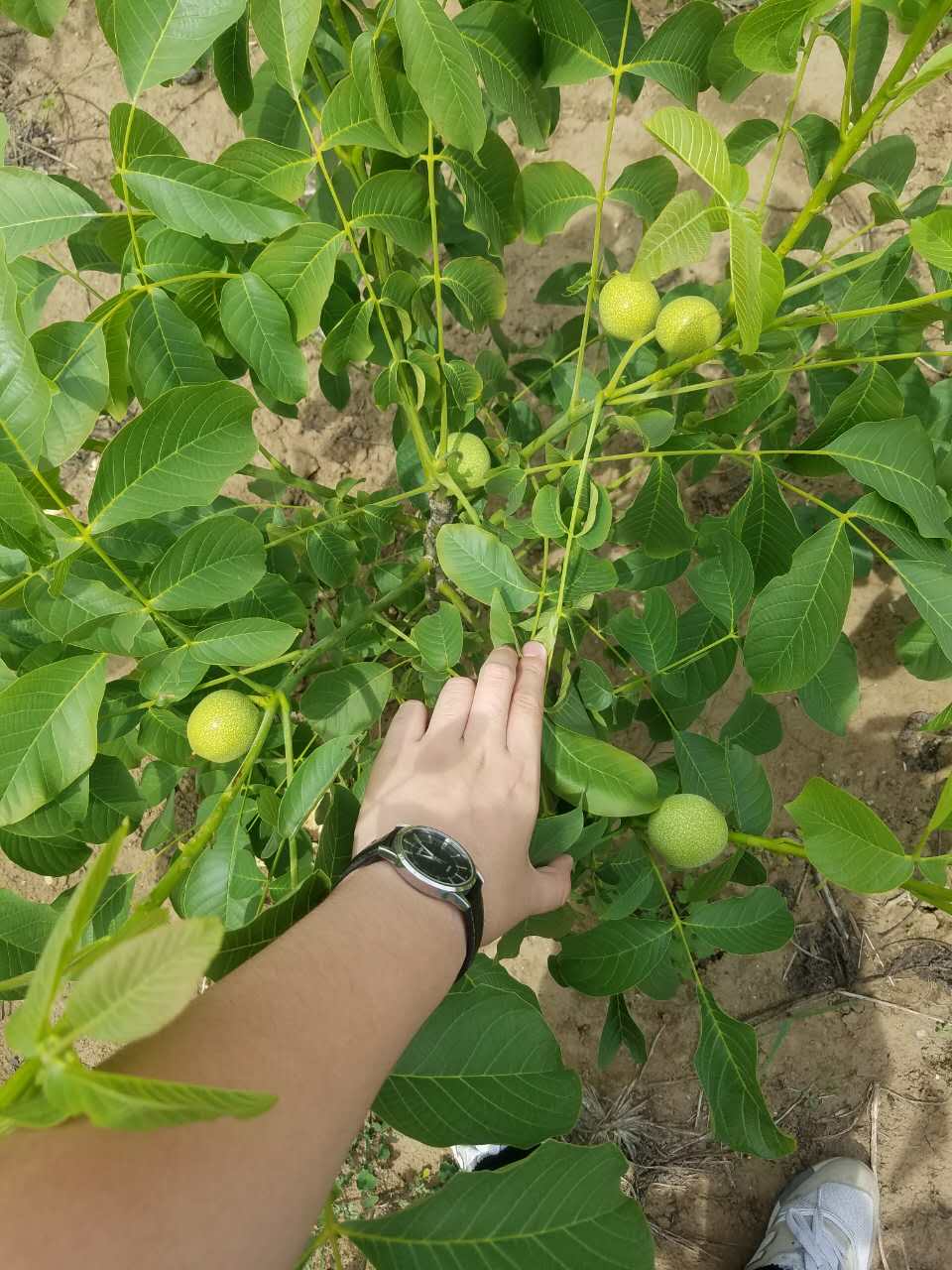 核桃树苗哪里有卖核桃苗多少钱一株哪里有核桃苗基地，一亩地可以种多少核桃苗 纸皮核桃苗价格图片