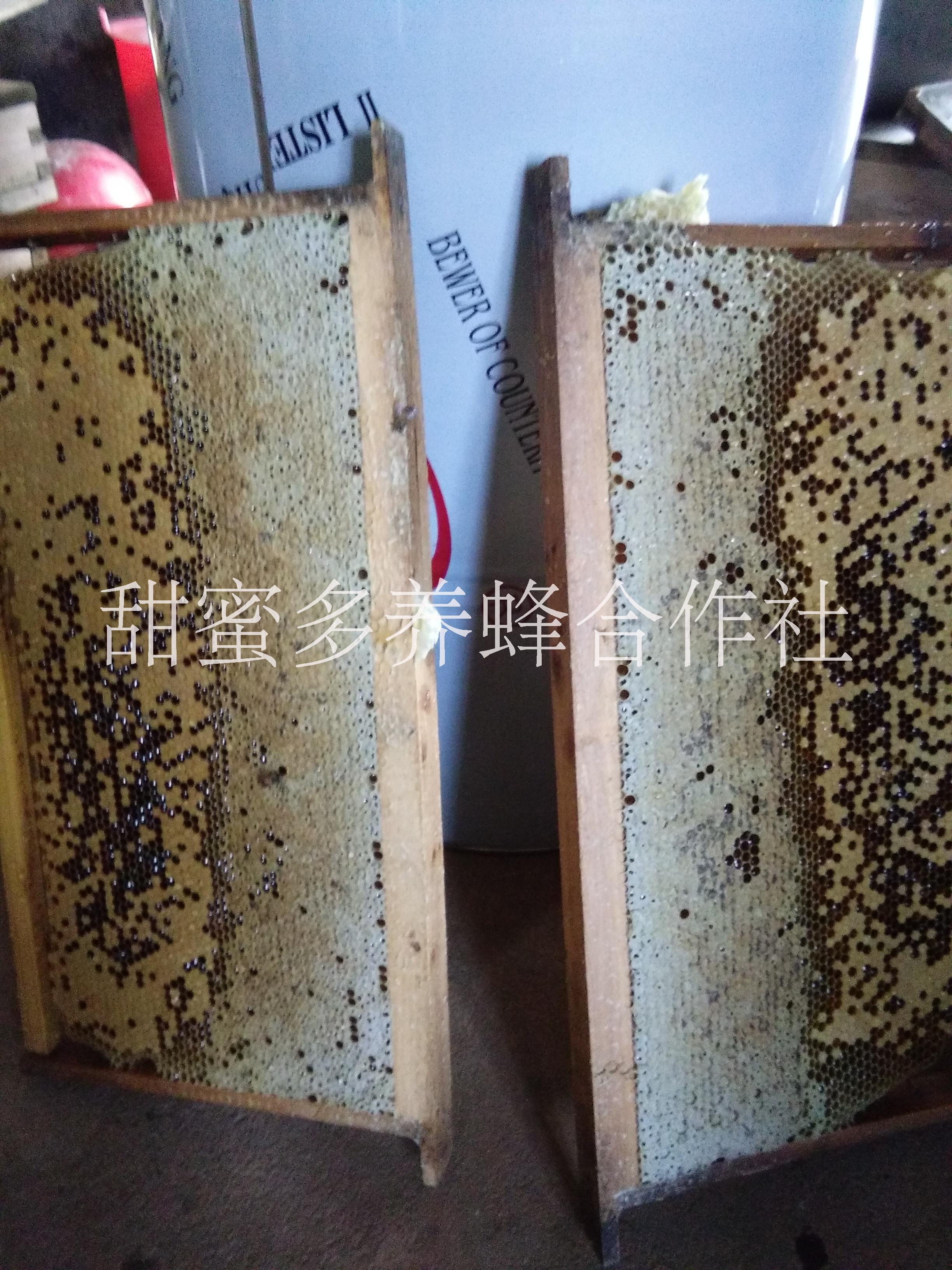 土蜂群双色蜂种小蜜蜂中蜂出售【枣红色蜂王】【黑色蜂王出售】养蜂培训土蜂群双色蜂种中蜂出售图片