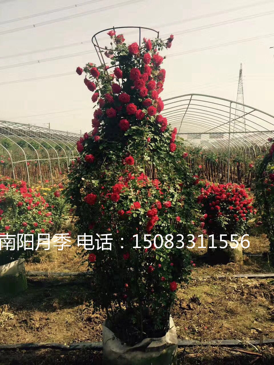 月季花球,月季墙,月季花瓶图片