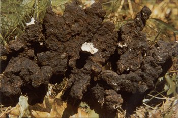 高品質(zhì)豬圖片/高品質(zhì)豬樣板圖 (4)