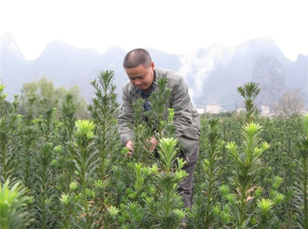 广西枇杷苗出售广西哪里有白枇杷苗实生苗枇杷好种吗图片