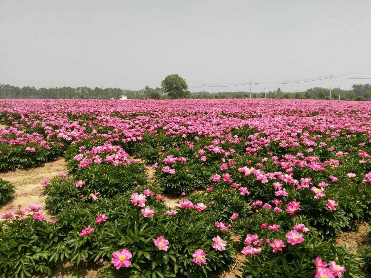 安徽芍药基地 芍药花种植基地 亳州市芍药种植基地