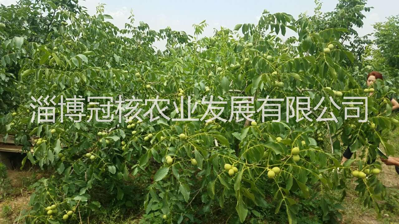 淄博市核桃苗薄皮早实品种山东核桃苗基地厂家