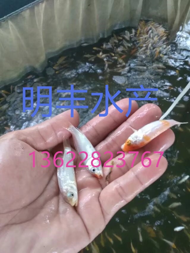 锦鲤鱼苗，广州花都明丰水产图片