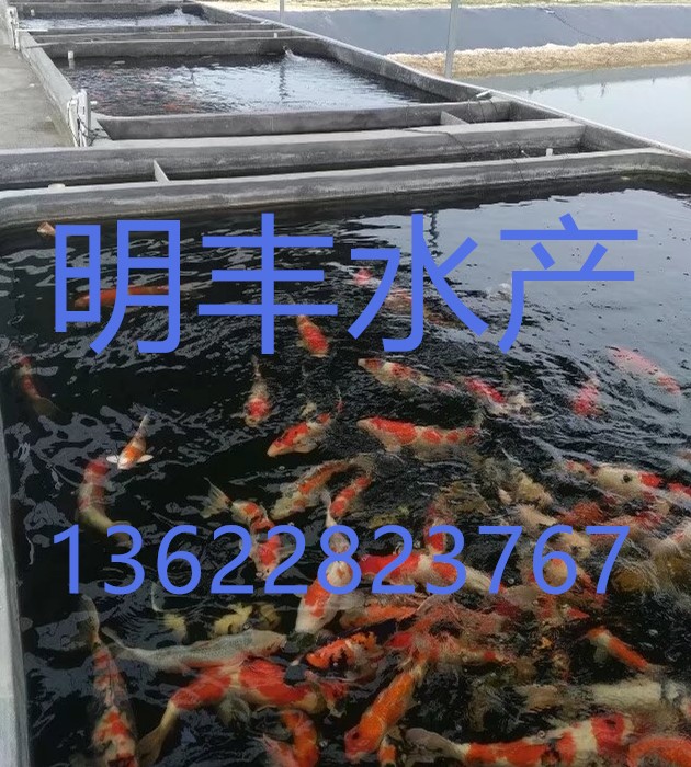 锦鲤鱼苗，广州花都明丰水产